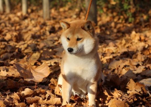 中国禁养柴犬-图1