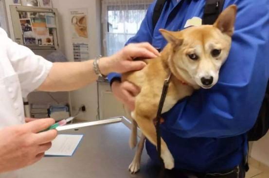 犬瘟热后期治疗-图1