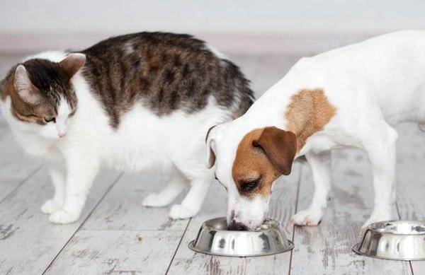 猫粮狗能吃吗-图1
