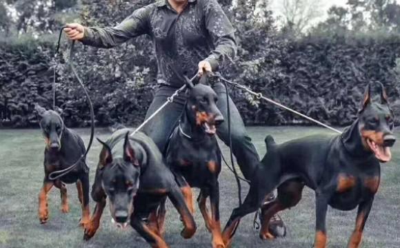 杜宾是禁养犬吗-图1