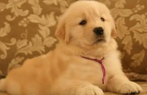 金毛幼犬喂养-图1