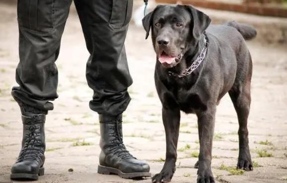 中国警犬品种-图1