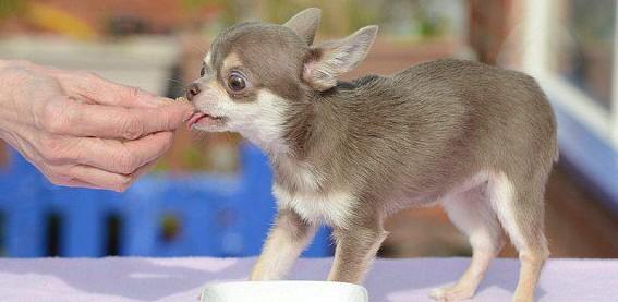 小型宠物犬需要办证啊-图1