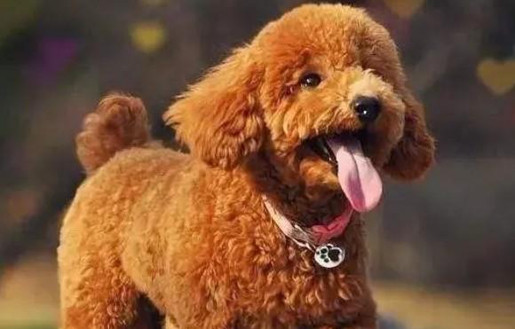 泰迪是贵宾犬嘛-图1