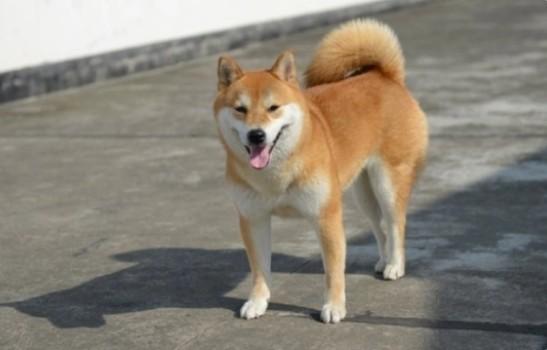 柴犬能长多大-图1