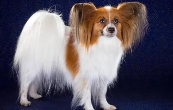 蝴蝶犬好养吗-图1
