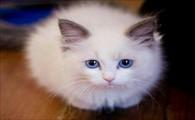 猫咪嗓子哑了怎么回事-图1