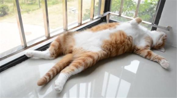 猫咪躺着但尾巴尖在动-图1