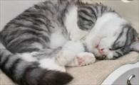 猫咪疝气症状-图1