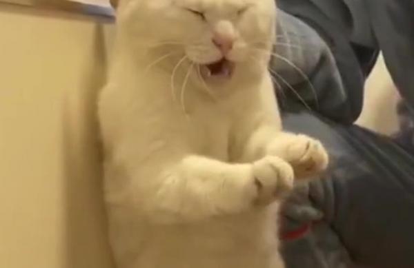 猫咪伸手打人怎么教育-图1