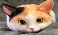 猫咪生病了临死前表现-图1