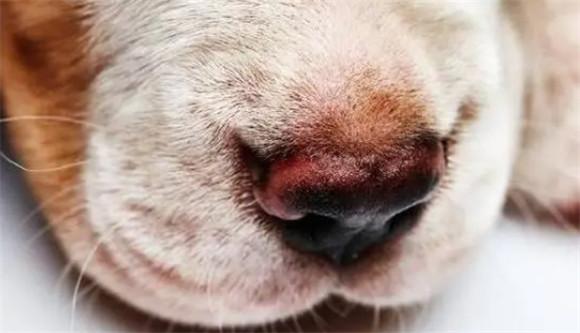 狗狗流鼻血是什么原因分析-图1