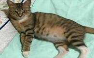 猫咪生产前几个小时有什么症状-图1