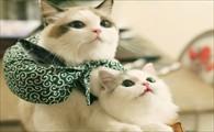 猫咪生产需要准备什么-图1