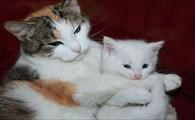 猫咪生产完吃什么最合适-图1