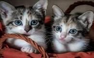 猫咪生产后吃什么补充营养