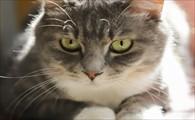 猫咪撒娇的叫声-图1