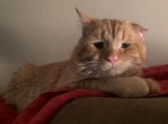 猫咪伤心的表现-图1
