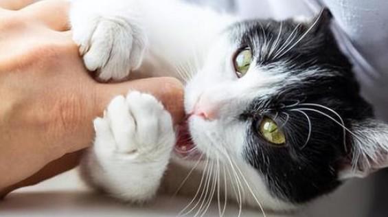猫咪喜欢咬人是什么原因-图1