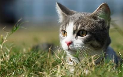 猫咪喜欢拖鞋-图1