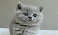 猫咪撒娇怎么回应-图1