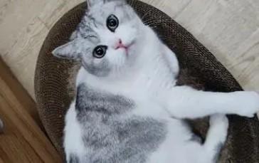 猫咪喜欢陪着主人-图1