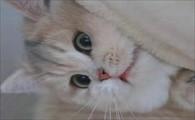 猫咪身上的跳蚤会寄生到人身上吗-图1
