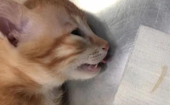 猫咪误食异物-图1