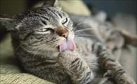 猫咪身上有蜱虫怎么快速去除-图1