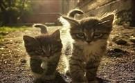 猫咪生产完没有奶水怎么办-图1