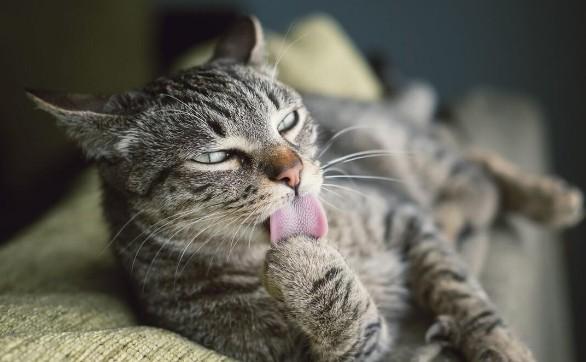 猫咪身上白色的头皮屑一样的-图1