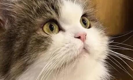 猫咪为什么总是蹭头部-图1