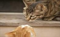 猫咪生完小猫后吃什么补身体-图1