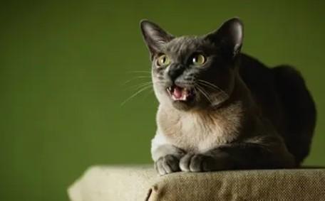猫咪胃肠道疾病表现-图1