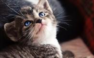 猫咪上吐下泻能自愈吗