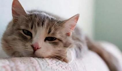 猫咪喜欢咬拖鞋怎么回事-图1