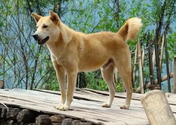 狗狗多长时间发次情-图1
