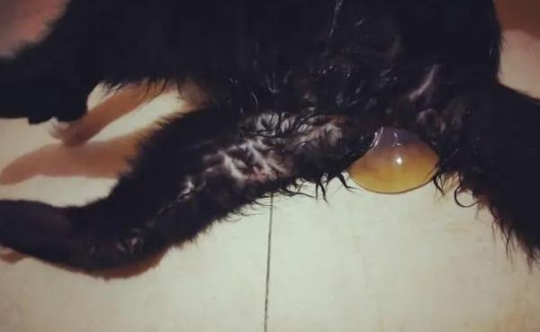 猫咪羊水破了多久生产-图1