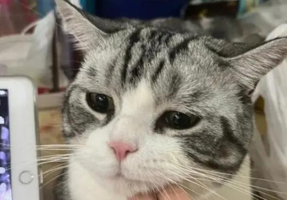 猫咪呜呜呜的低吟-图1
