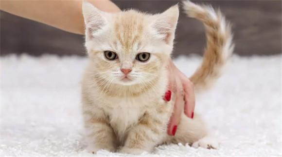 猫咪知道自己犯错的表现-图1