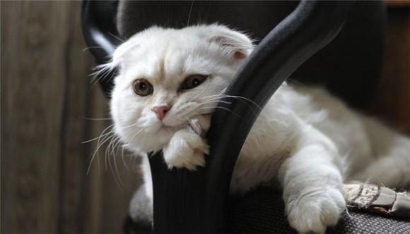 猫咪智商排名前十-图1