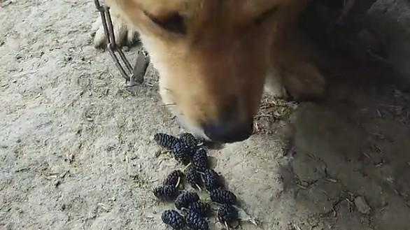 狗狗能吃桑葚吗