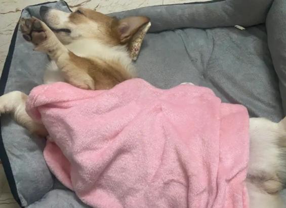 狗狗为什么会在窝里睡觉呢