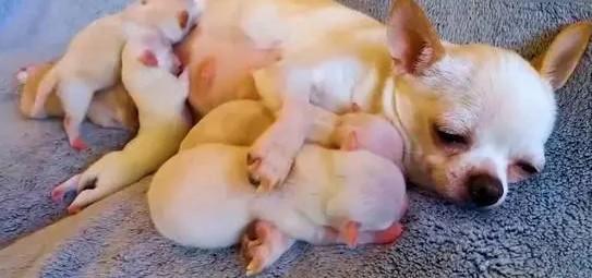 狗狗生了吃什么奶水多一点-图1
