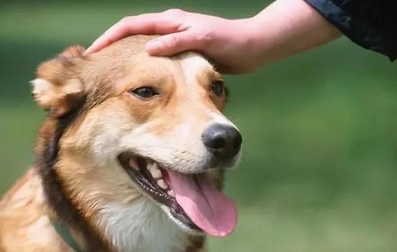 狗狗正对着主人叫是什么原因呢-图1