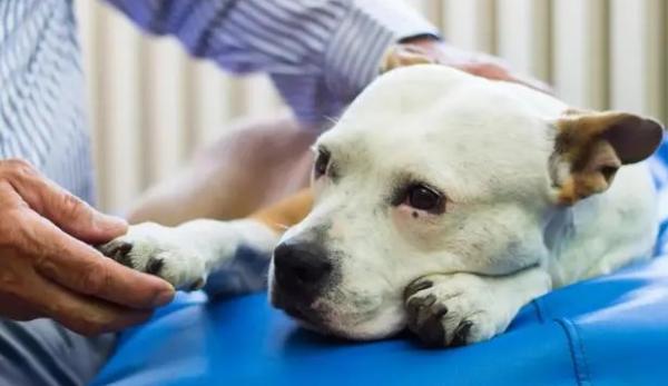 犬瘟神经症状-图1
