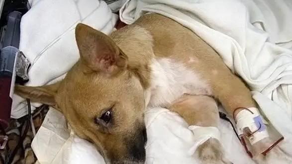 犬瘟热特效药-图1