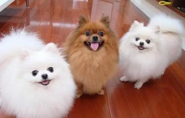 宠物犬的种类-图1