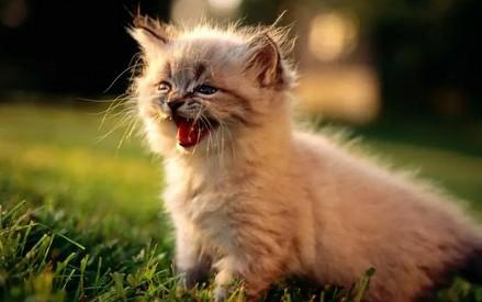 猫咪死了会换种方法回来吗-图1