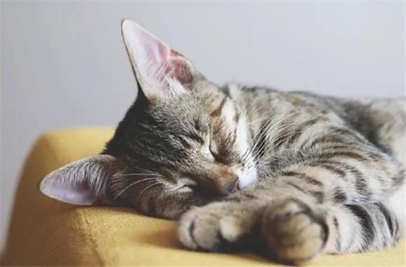 猫咪睡觉一抽一抽是咋回事-图1